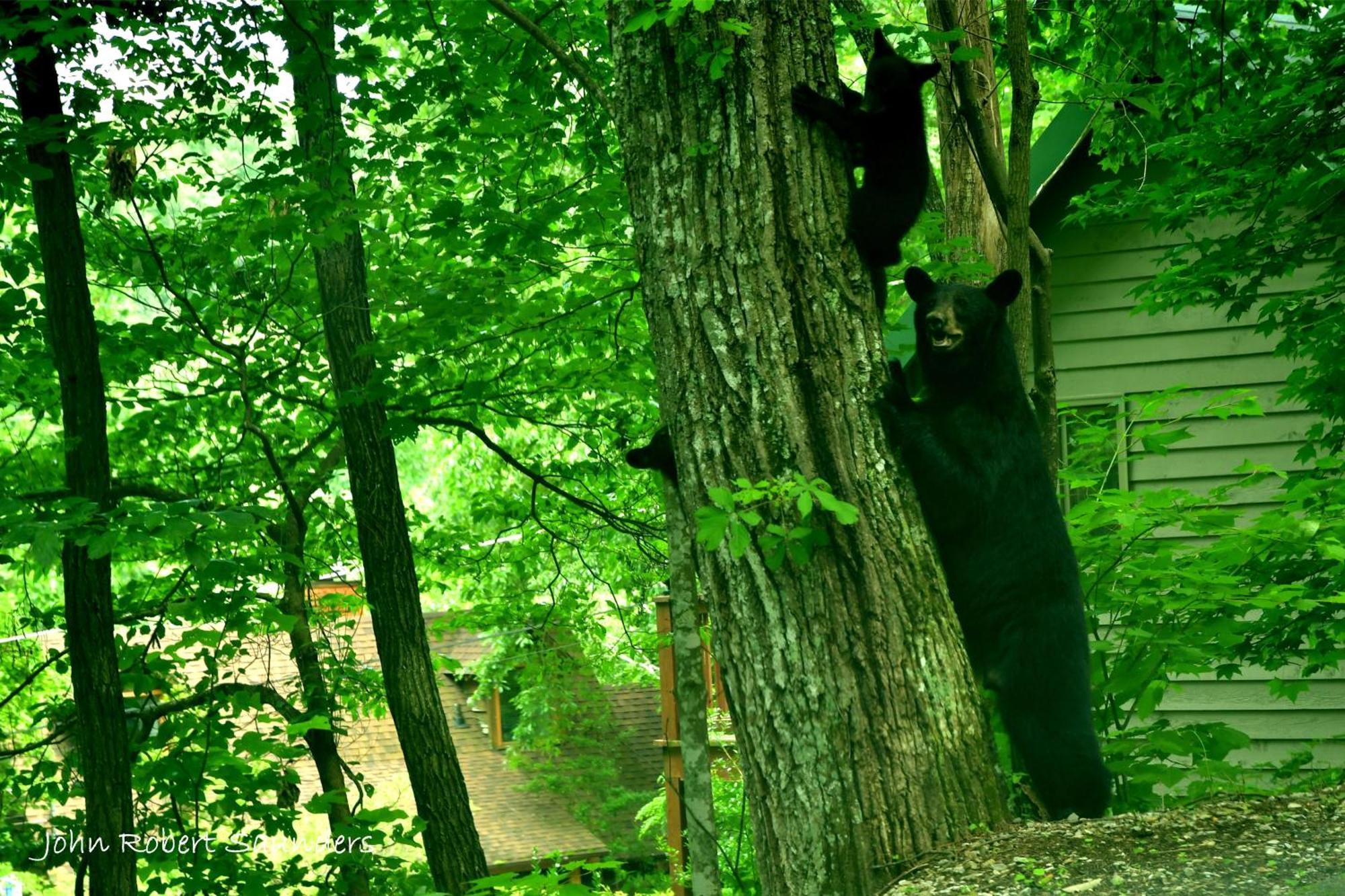 Villa Wild Thing #1525 à Gatlinburg Extérieur photo